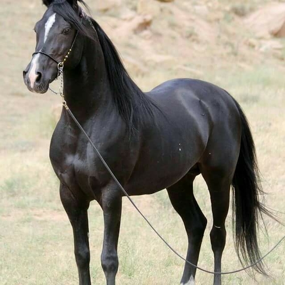 ricardo01644